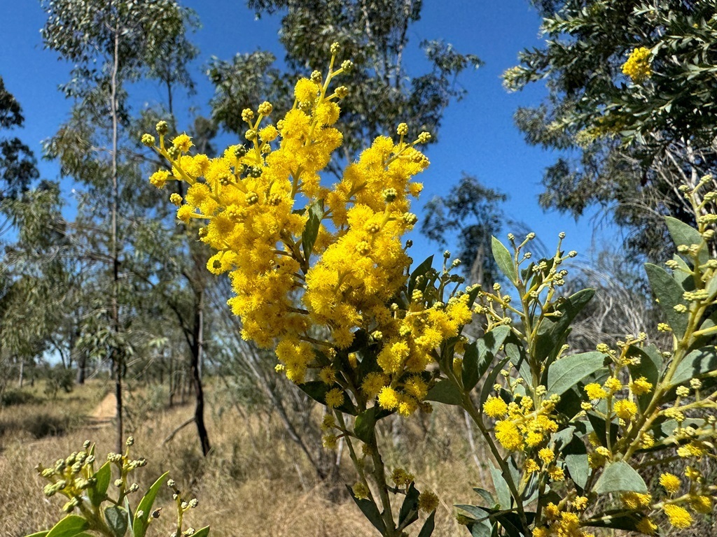 Acacia Cultriformis